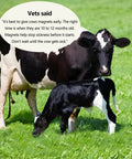 Cow with calf grazing in green field highlighting the importance of Built Damn Tough AlNiCo5 Cow Magnet 4 Pack for livestock health.