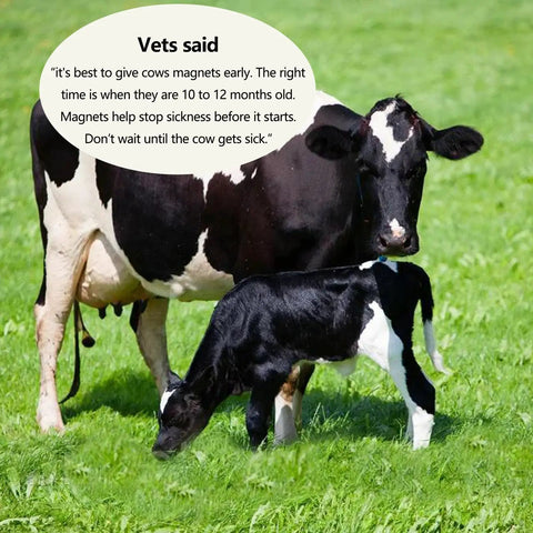 Cow with calf grazing in green field highlighting the importance of Built Damn Tough AlNiCo5 Cow Magnet 4 Pack for livestock health.