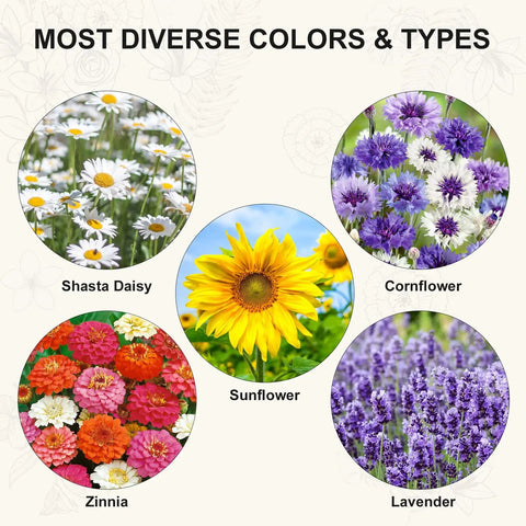 Variety of flowers including Shasta daisy, cornflower, sunflower, zinnia, and lavender from Indoor Daisy Garden Starter Kit With Planter Bags