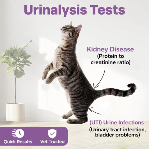10 Parameter Urinalysis Test Strips For Pets A Complete Urine Test Kit For Dogs And Cats Including Leukocytes Glucose Bilirubin Ketones Specific Gravity Blood pH Protein Urobilinogen And Nitrite, cat urinalysis graphic