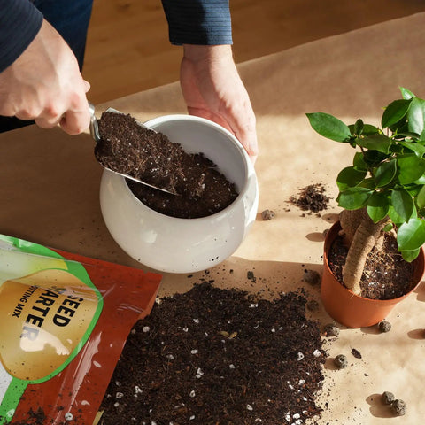 Person using Ready To Grow Seed Starter Soil Mix 1 Qt For Germination And Early Growth Loamy Well Drained Compost Blend Ideal For Veggies, Flowers And Houseplants Now to plant a small potted plant.
