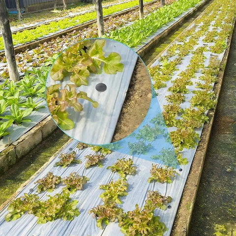 Close-up of lettuce planted in covered rows using landscape fabric with 50 Pack Landscape Fabric Stakes Black Plastic Anchoring Spikes 6.3 Inch For Ground Cover Cloth Weed Barrier Pins Garden Edging And Lawn Staples Durable Yard Stakes For Weed Control.