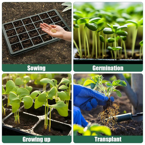 24 Cell Seed Starter Tray With Dome For Easy Seed Starting, 5 Pack 2 Inch Plug Trays Totaling 120 Cells in seed germination process