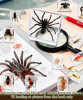 Real Animal Specimens In Resin Taxonomy Kit with tarantula, insects, magnifying glass, and book on a desk for educational use