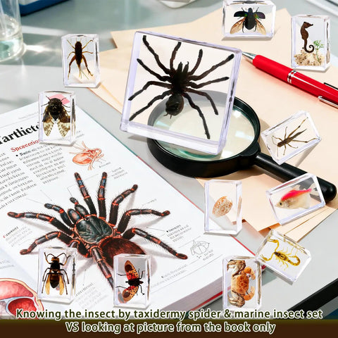 Real Animal Specimens In Resin Taxonomy Kit with tarantula, insects, magnifying glass, and book on a desk for educational use