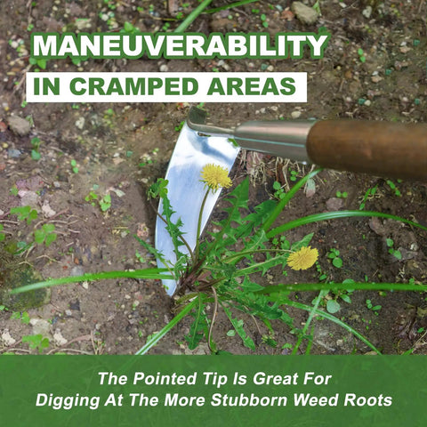 Long Handled Sickle Hoe For Easy Weeding In Tight Beds 58 Inch Japanese Stainless Steel Scraper Hoe in use on garden weeds
