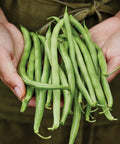 Hands holding fresh Blue Lake 274 Bush Bean Seeds 2 Oz Seed Pack For Home Gardeners with tender 5 to 6 inch pods