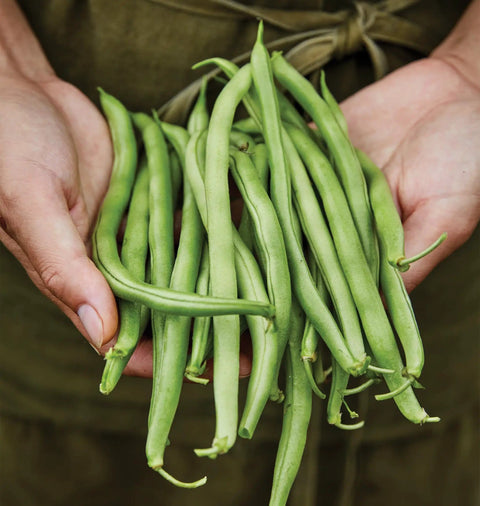 Hands holding fresh Blue Lake 274 Bush Bean Seeds 2 Oz Seed Pack For Home Gardeners with tender 5 to 6 inch pods