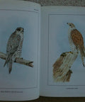 Open book showing falcon illustrations from Classic Falconry From The British Isles Facsimile Edition 1855 Classic With 24 Full Color Plates