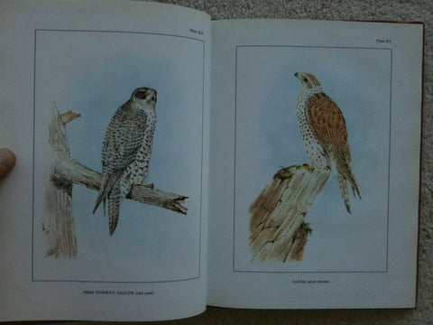 Open book showing falcon illustrations from Classic Falconry From The British Isles Facsimile Edition 1855 Classic With 24 Full Color Plates