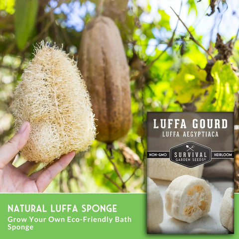 Loofah Seed Pack For Bath Sponge Garden Plant Luffa Gourd Vines Grow Non GMO Heirloom Ornamental Gourds With Easy Instructions For Your Home Veggie Garden