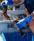 Person wearing Atlas 660 Triple Dipped PVC Chemical Resistant Gloves With Workhorse Grip handling lobsters on a boat.
