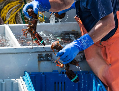 Person wearing Atlas 660 Triple Dipped PVC Chemical Resistant Gloves For Hardcore Duty Performance handling lobsters