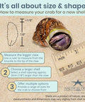 How to measure hermit crabs for new shells infographic, featuring dimensions and instructions with brown turbo shell.