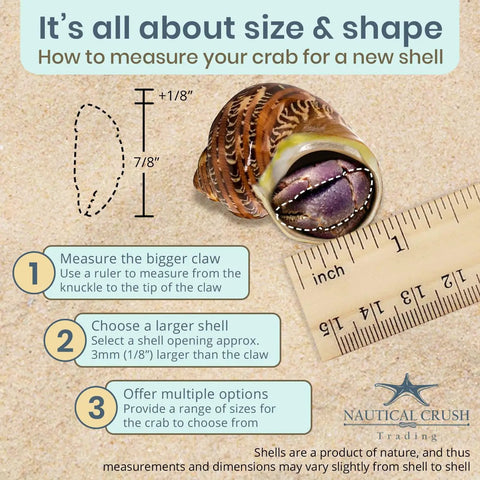 How to measure hermit crabs for new shells infographic, featuring dimensions and instructions with brown turbo shell.