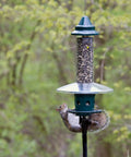 Ultra Squirrel-Proof Bird Feeder With Cardinal Ring And Six Feeding Ports, Large 5.1 Pound Seed Capacity, pole mounted outdoors