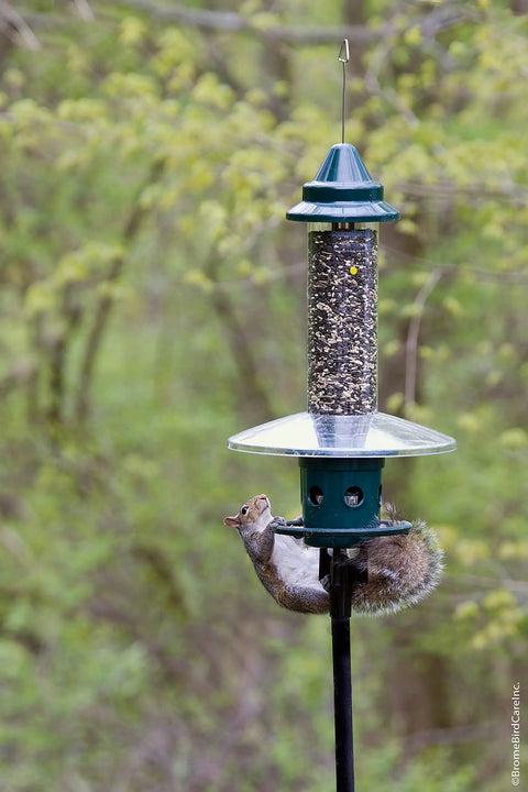 Ultra Squirrel-Proof Bird Feeder With Cardinal Ring And Six Feeding Ports, Large 5.1 Pound Seed Capacity, pole mounted outdoors