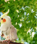 Cockatiel wearing All In One Two Pack Bird Diaper Kit With Harness And 80 Inch Leash Waterproof Nappy Flight Suit For Travel and Home