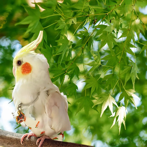Cockatiel wearing All In One Two Pack Bird Diaper Kit With Harness And 80 Inch Leash Waterproof Nappy Flight Suit For Travel and Home
