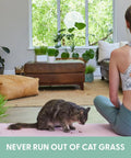 Indoor setting with a cat eating Organic Cat Grass Kit For Indoor Cats With Grow Bags, Seeds And Soil, High Fiber Blend of Wheat, Oat, Barley, and Rye shown.