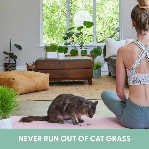 Indoor setting with a cat eating Organic Cat Grass Kit For Indoor Cats With Grow Bags, Seeds And Soil, High Fiber Blend of Wheat, Oat, Barley, and Rye shown.