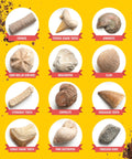 Hands-On Fossil Dig Kit For Kids Aged 8 To 12, Uncover 12 Real Fossils With An Illustrated Guide, A STEM Science Adventure For Boys And Girls, Easy To Use At Home, Educational, Engaging And Totally Fun. 12 labeled fossils on yellow background