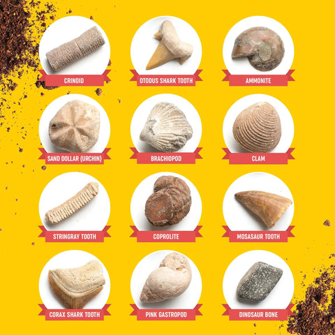 Hands-On Fossil Dig Kit For Kids Aged 8 To 12, Uncover 12 Real Fossils With An Illustrated Guide, A STEM Science Adventure For Boys And Girls, Easy To Use At Home, Educational, Engaging And Totally Fun. 12 labeled fossils on yellow background