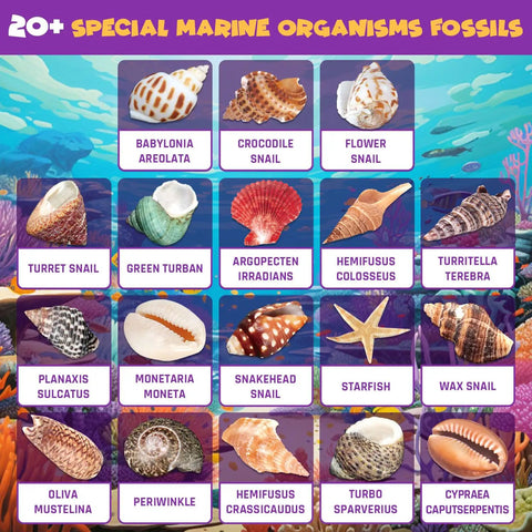 Ocean Fossil Dig Kit For Kids Dig Up Real Shells And Seasnails Excavation STEM Marine Biology And Geology Science Toy 20 Plus Fossils Hidden In A Coral Shaped Dig Brick Educational Hands On Discovery Gift For Boys And Girls Ages 6 And Up, 20+ marine shells
