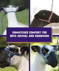 Braided Poly Rope Livestock Halter For Sheep And Goats 4 Ft Adjustable Comfort Fit Durable Handling Halter For Easy Herd Management And Gentle Control On The Farm shown on sheep