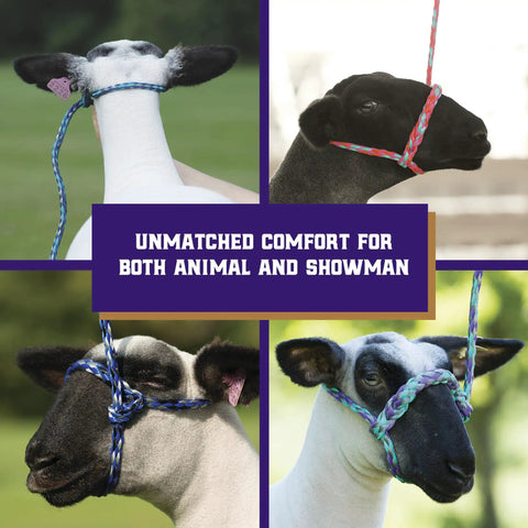 Braided Poly Rope Livestock Halter For Sheep And Goats 4 Ft Adjustable Comfort Fit Durable Handling Halter For Easy Herd Management And Gentle Control On The Farm shown on sheep