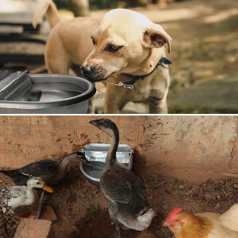 Heavy Duty Automatic Pet Water Bowl Stainless Steel Self Filling Dispenser For Dogs Cats Ducks Goats And Small Livestock Farm Yard, dog drinking water.