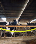 10 Ft High Visibility Chain Cover Kit in bright yellow used in a barn setting with cows, showing DIY nylon sleeving on a barrier.