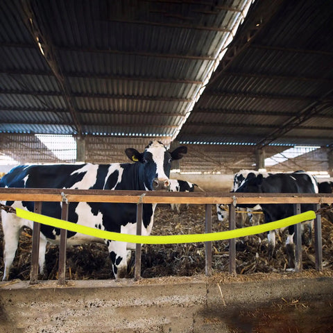 10 Ft High Visibility Chain Cover Kit in bright yellow used in a barn setting with cows, showing DIY nylon sleeving on a barrier.