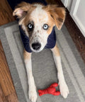 Lobster Shaped Power Chew Dog Toy For Pups And Small Dogs With Triple Chew Ends And Easy Grip Arch Durable For Aggressive Chewers Great For Chewing Teething And Mental Stimulation. Red nylon chew toy beside blue-eyed small dog on rug