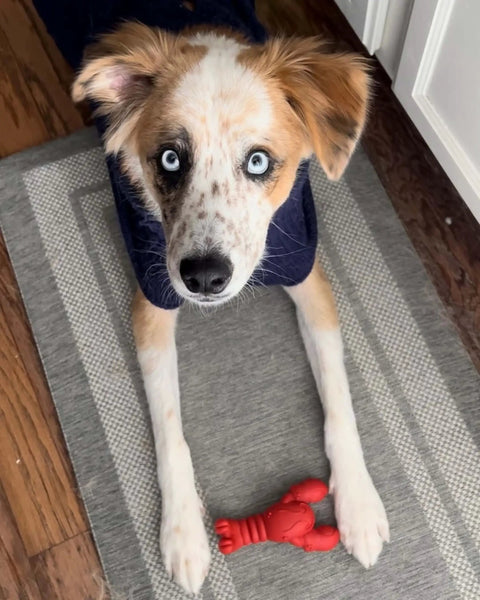 Lobster Shaped Power Chew Dog Toy For Pups And Small Dogs With Triple Chew Ends And Easy Grip Arch Durable For Aggressive Chewers Great For Chewing Teething And Mental Stimulation. Red nylon chew toy beside blue-eyed small dog on rug