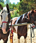 Two horses tied with Breakaway Horse Tie For Safe Tie Outs No Slip Quick Release Under Heavy Pull Portable Reusable 5 Loop Settings Multi Purpose Horse Clip Dark Green 2 Pack against outdoor fence.