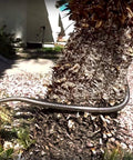 Side view of Beaulife 304 stainless steel garden hose extension, 5 ft, coiled around a tree in a landscaped yard
