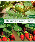 Heavy Duty Biodegradable Paper Weed Barrier Roll 1.31x50 Ft For Lawn And Garden shown maximizing strawberry harvest