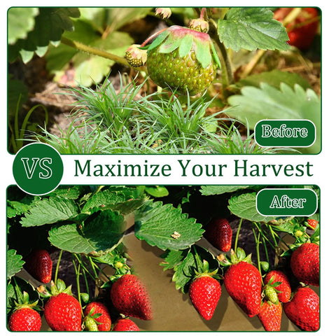 Heavy Duty Biodegradable Paper Weed Barrier Roll 1.31x50 Ft For Lawn And Garden shown maximizing strawberry harvest