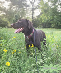 Dog in field with No Pull Slip Lead For Dogs 7 Ft Rope Leash 1/4 Inch Width 13 Plus Colors 2 In 1 Leash And Collar.