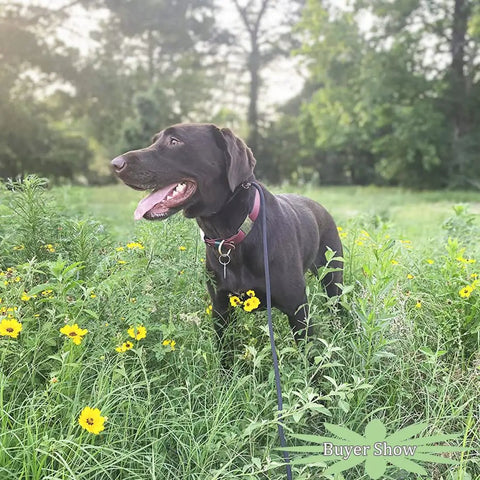 Dog in field with No Pull Slip Lead For Dogs 7 Ft Rope Leash 1/4 Inch Width 13 Plus Colors 2 In 1 Leash And Collar.