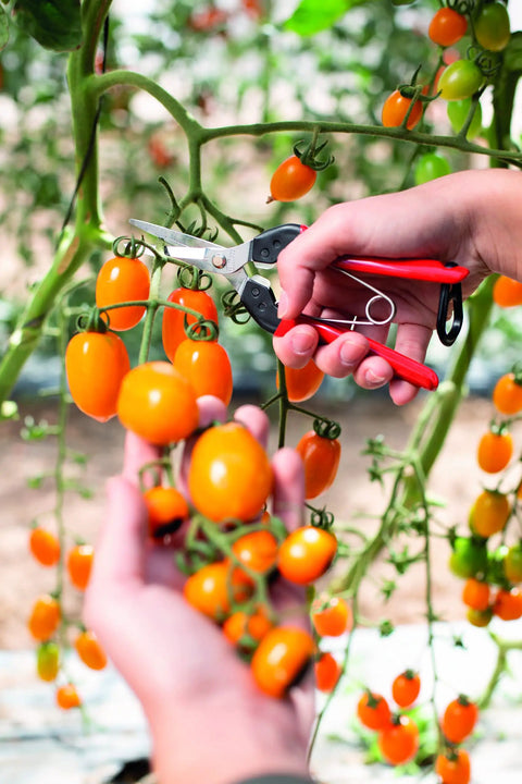 Person using Pruning Snips 9.84 Inch Garden Clippers With Curved Blade And Rounded Tip to trim tomato vines
