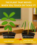Touch Me Plant Seeds Indoor 2 Pack That Close Leaves When Touched Easy Indoor Houseplant Seeds shown before and after touch