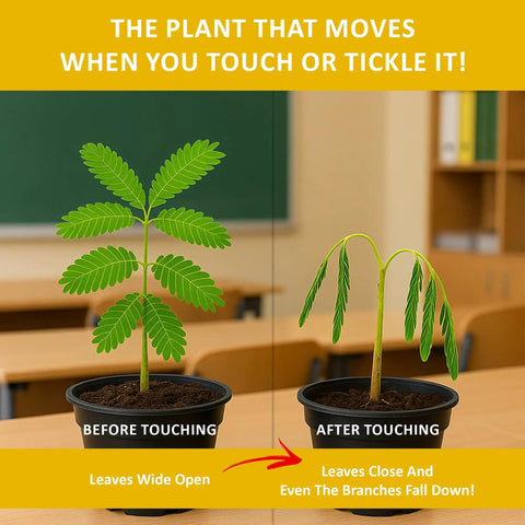 Touch Me Plant Seeds Indoor 2 Pack That Close Leaves When Touched Easy Indoor Houseplant Seeds shown before and after touch