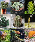 Pro Grade 4 Piece Aquascaping Tools Set For Planted Tanks Includes Long Aquarium Tweezers in use with plants and reptiles