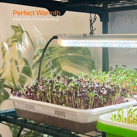 Close-up of seedlings under LED grow light in space saving indoor greenhouse with grow lights four tier mini grow tent with timer.