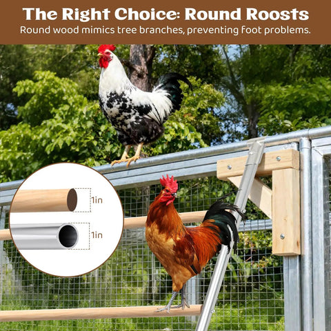 Chickens on steel and wood roost ladder, 55-inch perch in a coop, showcasing Large Chicken Roosting Bars For Coop 55 Inch Perch.