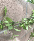 Close-up of climbing vines secured with 50 Piece Hella Durable Trellis Anchors for Climbing Vines Led Light Strips on a stucco wall.