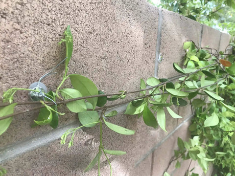 Close-up of climbing vines secured with 50 Piece Hella Durable Trellis Anchors for Climbing Vines Led Light Strips on a stucco wall.