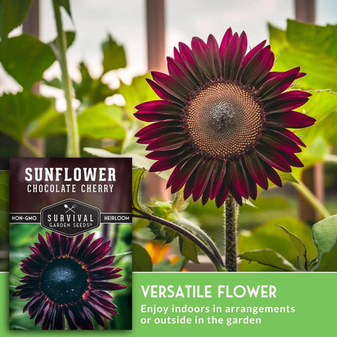 Exotic Chocolate Cherry Sunflower Seeds For Planting Large Burgundy Black Blooms 5 To 8 Inches On 6 To 7 Feet Giant Heirloom Sunflowers That Attract Bees And Pollinators Non GMO displayed with burgundy bloom.